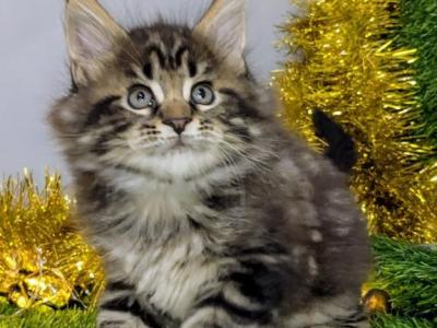 Maine Coon EZ Sensei - Maine Coon - Gallery Photo #1