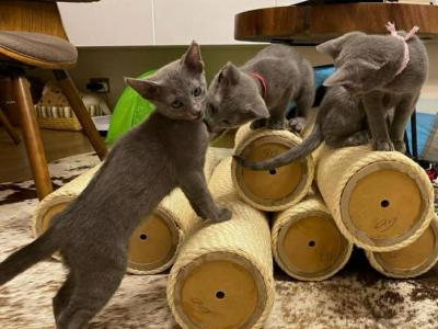 Russian Blue Kitty Litter - Russian Blue - Gallery Photo #1