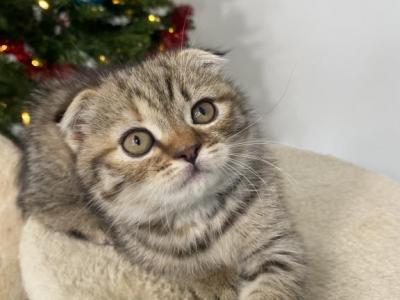 Scottish Fold Female - Scottish Fold - Gallery Photo #1