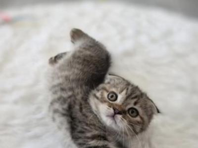 Female Fold - Scottish Fold - Gallery Photo #1