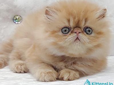 Milana - Persian - Gallery Photo #1