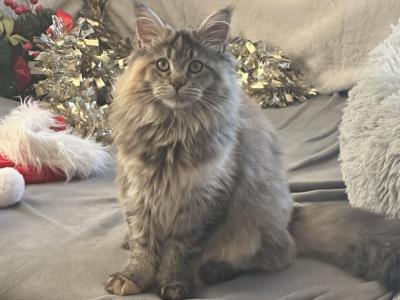 Maine Coon Female - Maine Coon - Gallery Photo #1