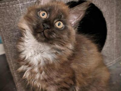 Stormy Polydactyl - Maine Coon - Gallery Photo #1