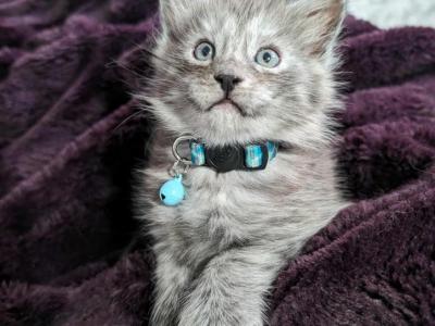 Cyclone Polydactyl - Maine Coon - Gallery Photo #1