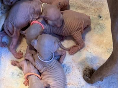 Sphynx Pittsburgh Columbus Cleveland - Sphynx - Gallery Photo #1