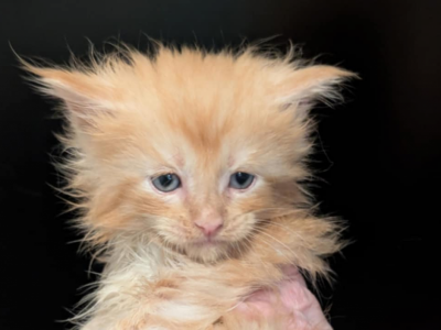 Archie - Maine Coon - Gallery Photo #1