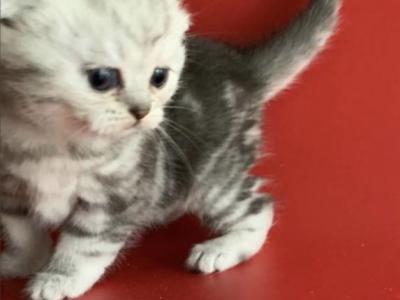 Sunny - Scottish Fold - Gallery Photo #1
