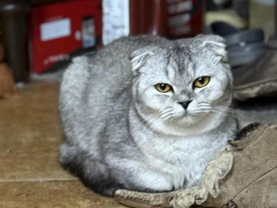 Silvia - Scottish Fold - Gallery Photo #1