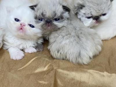 Kingsley Christmas Delight - Persian - Gallery Photo #1