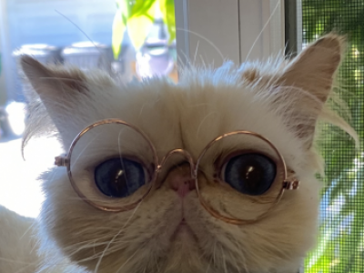 Kingsley Sara - Himalayan - Gallery Photo #1