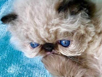 Kingsley Tiffany - Persian - Gallery Photo #1