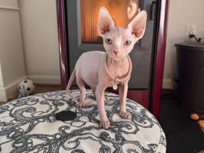 Angel - Sphynx - Gallery Photo #1