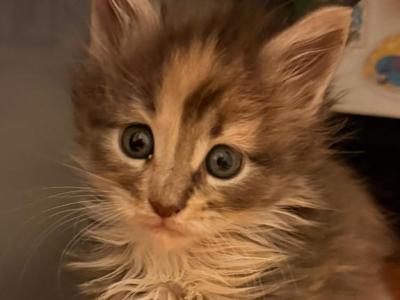 Luna's Litter - Maine Coon - Gallery Photo #1