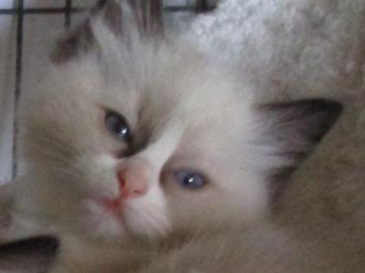 Blossom - Ragdoll - Gallery Photo #1