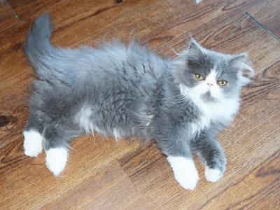 Persian Jewel 3 - Persian - Gallery Photo #1