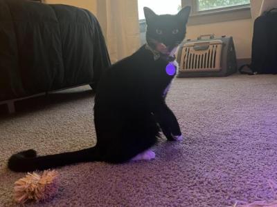 Blake - American Shorthair - Gallery Photo #1