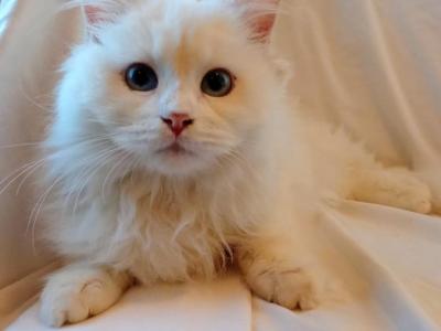 Pure White Female Ragdoll Kitten - Ragdoll - Gallery Photo #1