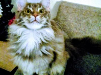 Mercedes - Maine Coon - Gallery Photo #1
