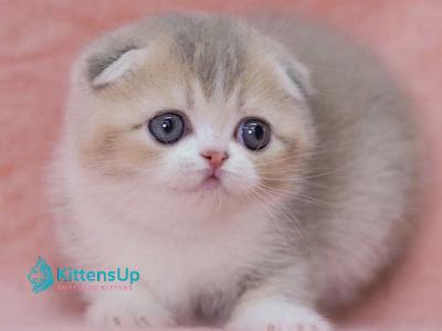 Luxury - Scottish Fold - Gallery Photo #1