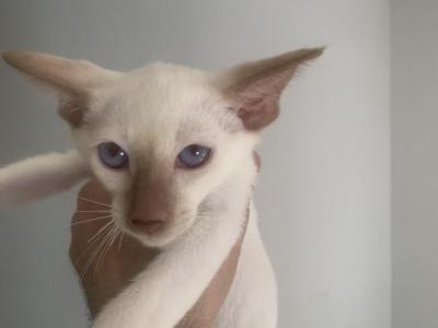 Thor - Oriental - Gallery Photo #1
