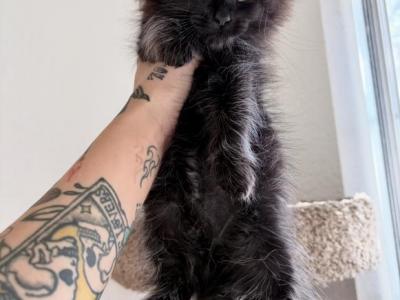 Noelle - Maine Coon - Gallery Photo #1