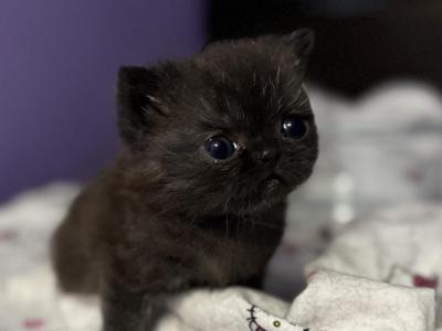 Lucky - Exotic - Gallery Photo #1