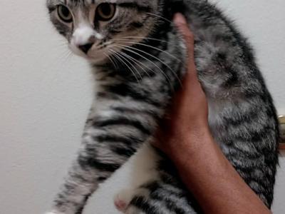 Ice Cube - Maine Coon - Gallery Photo #1