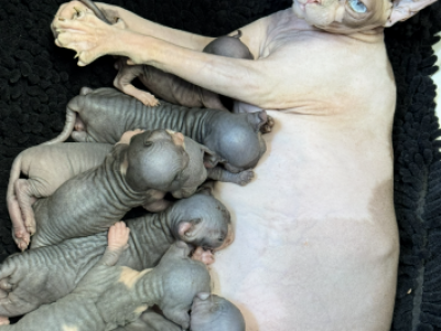Pregnant Eld Sphynx - Sphynx - Gallery Photo #1