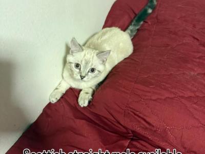 Ocean - Scottish Straight - Gallery Photo #1