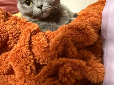 Leah - Scottish Straight - Gallery Photo #1