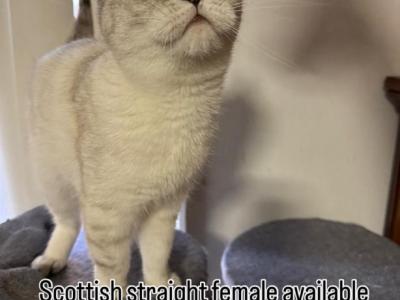 Cloe - Scottish Straight - Gallery Photo #1