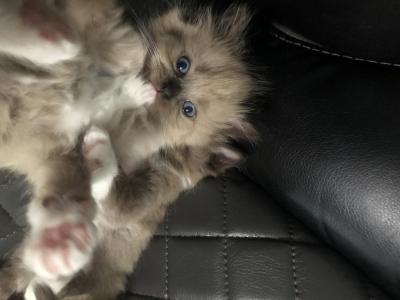 Brownie - Ragdoll - Gallery Photo #1