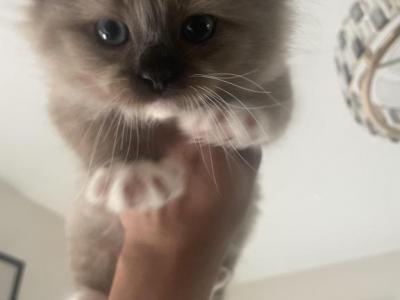 Luna 5 - Ragdoll - Gallery Photo #1
