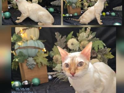 Vino - Bengal - Gallery Photo #1