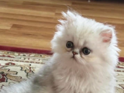 Tiny - Exotic - Gallery Photo #1