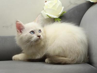 Yaga Of RomanovCats - Siberian - Gallery Photo #1