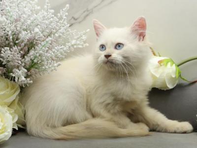 YoMoyo Of RomanovCats - Siberian - Gallery Photo #1