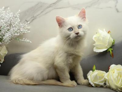 YoMoyo Of RomanovCats - Siberian - Gallery Photo #1