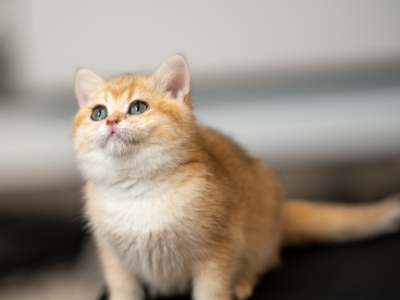 Cam - British Shorthair - Gallery Photo #1