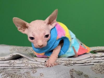 Unknown - Sphynx - Gallery Photo #1