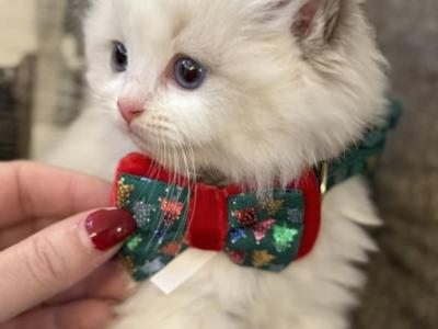Talis Little Fluffs Of Art - Ragdoll - Gallery Photo #1
