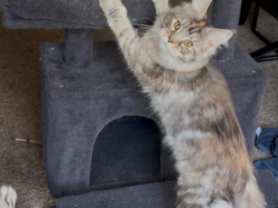 Penny - Maine Coon - Gallery Photo #1