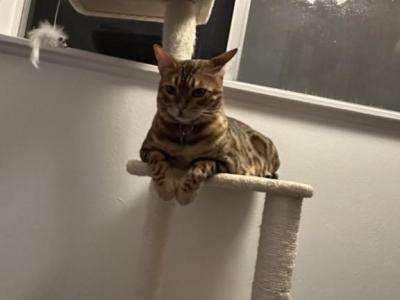 Milo - Bengal - Gallery Photo #1