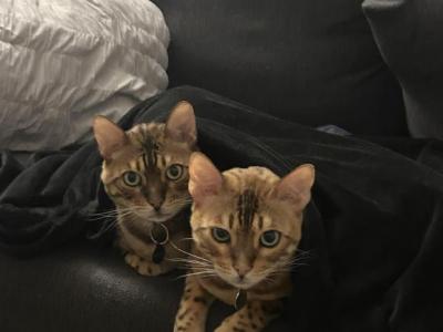 Luca - Bengal - Gallery Photo #1