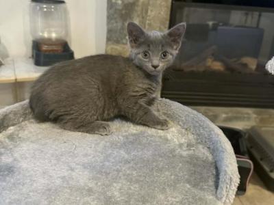 Russian Blue Kitten - Russian Blue - Gallery Photo #1