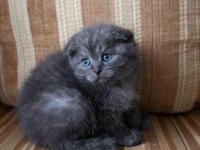 Misty - Scottish Fold - Gallery Photo #1
