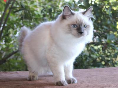 Sofia Ragdoll Kitten Blue Lilac Colorpoint - Ragdoll - Gallery Photo #1