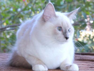 Ragdoll Kitten Willow Female Blue Lilac Mitted - Ragdoll - Gallery Photo #1