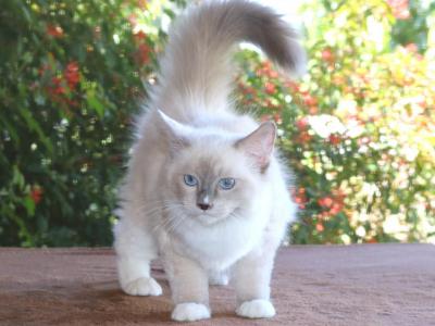 Ragdoll Kitten Francis Blue Lilac Female Mitted - Ragdoll - Gallery Photo #1