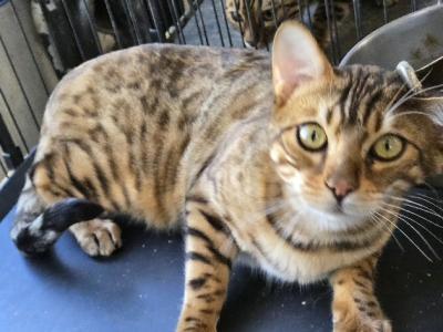 Baby Boy - Bengal - Gallery Photo #1